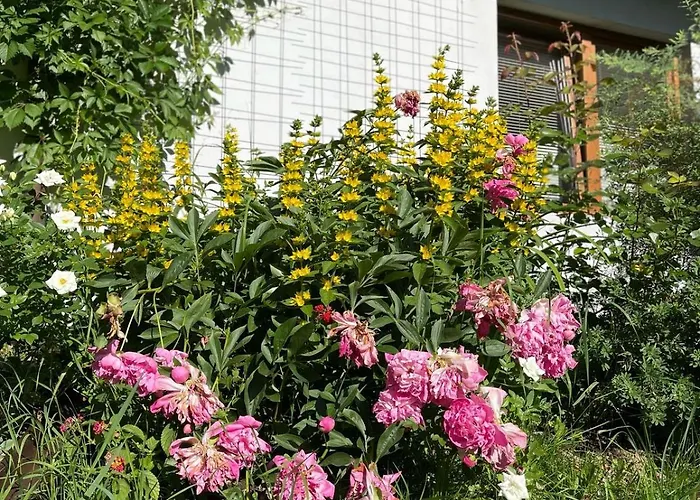 Fiore Bed & Breakfast Biały Dunajec