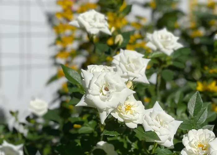 Fiore Bed & Breakfast Biały Dunajec
